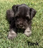 Tank, a male Miniature Schnauzer for sale in Comanche, OK – 4 of 5