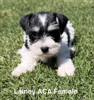 Lainey, a female Miniature Schnauzer for sale in Comanche, OK – 6 of 7