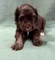 Tank, a male Miniature Schnauzer for sale in Comanche, OK – 2 of 5