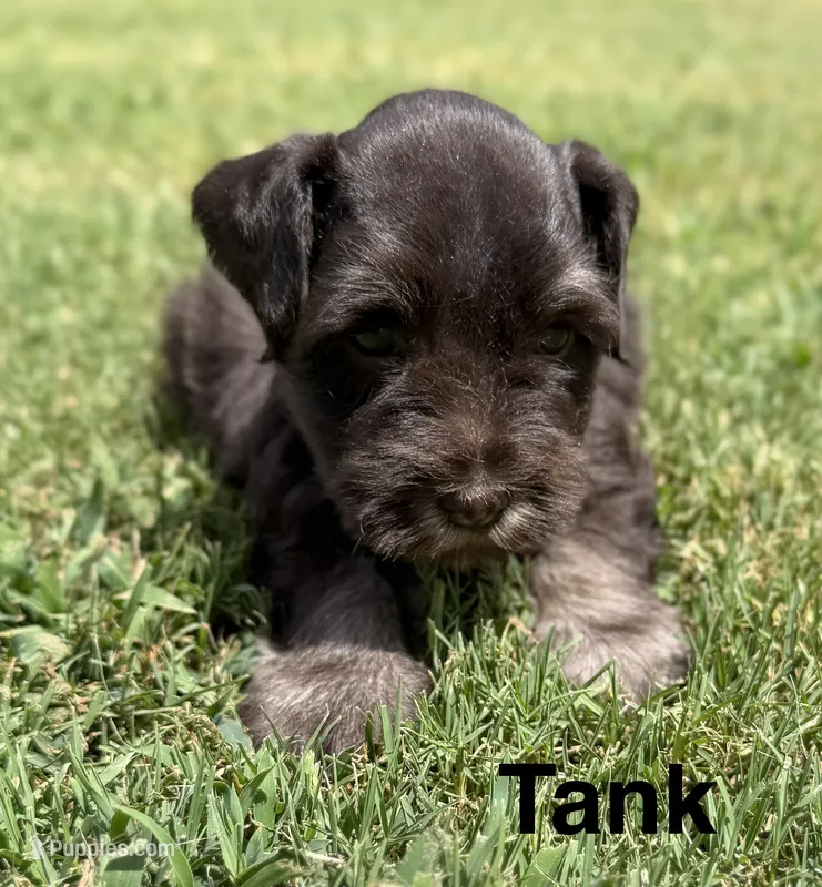Tank – Miniature Schnauzer puppy for sale in Comanche, OK