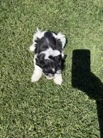 Lainey, a female Miniature Schnauzer for sale in Comanche, OK – 7 of 7