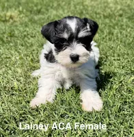 Lainey, a female Miniature Schnauzer for sale in Comanche, OK – 5 of 7