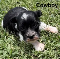 Cowboy, a  Miniature Schnauzer for sale in Comanche, OK – 3 of 3