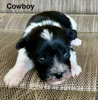 Cowboy, a  Miniature Schnauzer for sale in Comanche, OK – 2 of 3