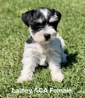 Lainey, a female Miniature Schnauzer for sale in Comanche, OK – 2 of 7