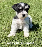 Lainey, a female Miniature Schnauzer for sale in Comanche, OK – 4 of 7