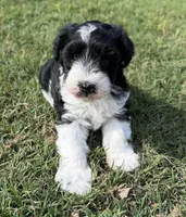 Rowdy, a male Miniature Schnauzer for sale in Comanche, OK – 3 of 8