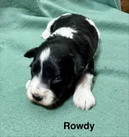 Rowdy, a male Miniature Schnauzer for sale in Comanche, OK – Photo 3 of 4