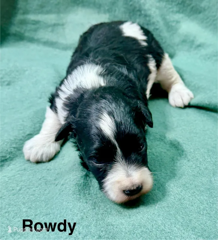Rowdy – Miniature Schnauzer puppy for sale in Comanche, OK