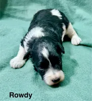 Rowdy, a male Miniature Schnauzer for sale in Comanche, OK – Photo 1 of 4