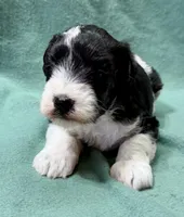 Rowdy, a male Miniature Schnauzer for sale in Comanche, OK – Photo 4 of 4