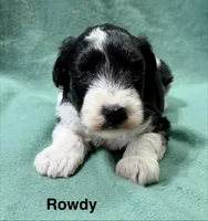 Rowdy, a male Miniature Schnauzer for sale in Comanche, OK – Photo 2 of 4