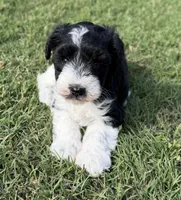 Rowdy, a male Miniature Schnauzer for sale in Comanche, OK – 2 of 8