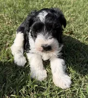 Rowdy, a male Miniature Schnauzer for sale in Comanche, OK – 4 of 8