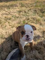 Baby , a female English Bulldog for sale in Whiteland, IN – Photo 6 of 6