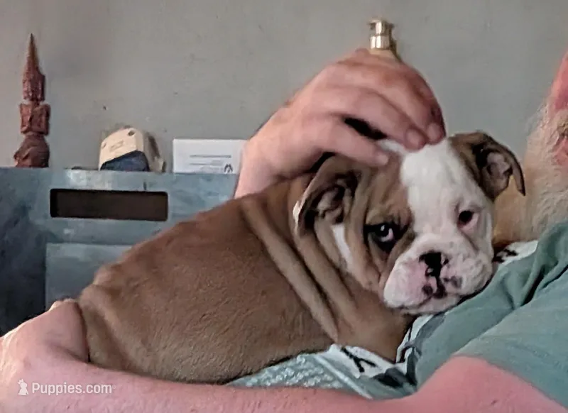 Baby  – English Bulldog puppy for sale in Whiteland, IN