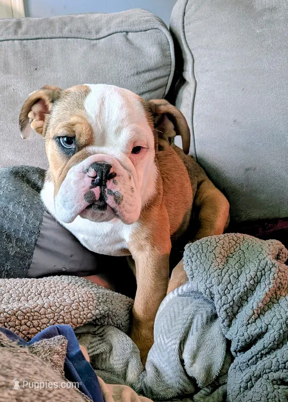 Baby  – English Bulldog puppy for sale in Whiteland, IN