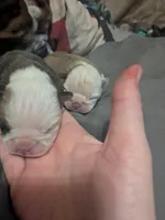 Baby , a female English Bulldog for sale in Whiteland, IN – Photo 5 of 6