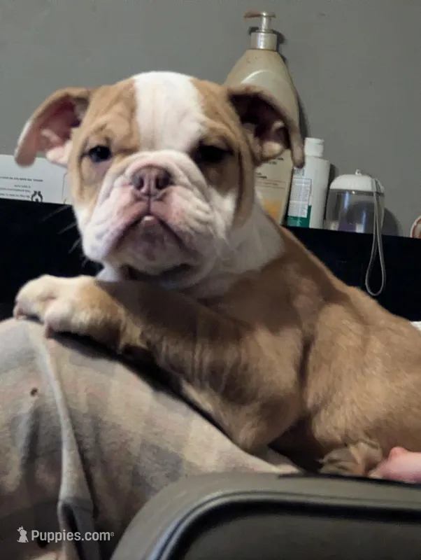 Sandy – English Bulldog puppy for sale in Whiteland, IN