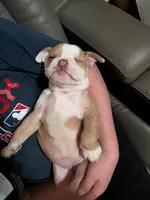 Sandy, a female English Bulldog for sale in Whiteland, IN – Photo 3 of 10