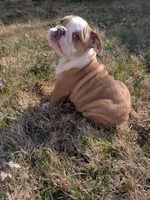 Sandy, a female English Bulldog for sale in Whiteland, IN – Photo 6 of 10