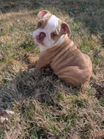 Sandy, a female English Bulldog for sale in Whiteland, IN – Photo 7 of 10