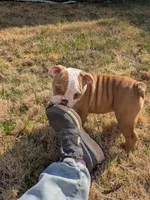 Sandy, a female English Bulldog for sale in Whiteland, IN – Photo 10 of 10