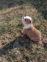 Sandy, a female English Bulldog for sale in Whiteland, IN – Photo 9 of 10