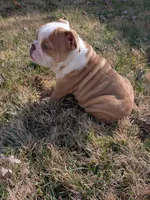 Sandy, a female English Bulldog for sale in Whiteland, IN – Photo 8 of 10