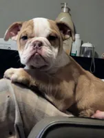 Sandy, a female English Bulldog for sale in Whiteland, IN – Photo 2 of 10