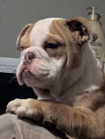Sandy, a female English Bulldog for sale in Whiteland, IN – Photo 1 of 10