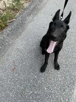 diesel, a male German Shepherd Dog for sale in Niceville, FL – 2 of 2