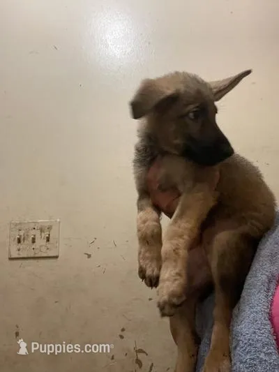 coco – German Shepherd Dog puppy for sale in Niceville, FL