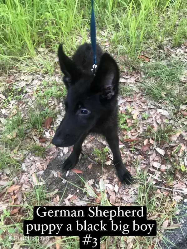diesel – German Shepherd Dog puppy for sale in Niceville, FL