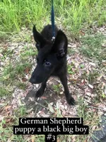 diesel, a male German Shepherd Dog for sale in Niceville, FL – 1 of 2