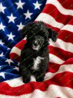 Ceaser, a male Schnoodle for sale in Baton Rouge, LA – 4 of 4