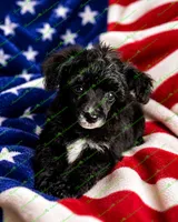 Ceaser, a male Schnoodle for sale in Baton Rouge, LA – 3 of 4