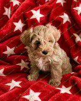 Conner, a male Schnoodle for sale in Baton Rouge, LA – 2 of 4