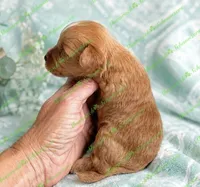 Striker, a male Schnoodle for sale in Baton Rouge, LA – 3 of 3
