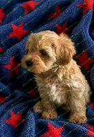 Conner, a male Schnoodle for sale in Baton Rouge, LA – 3 of 4