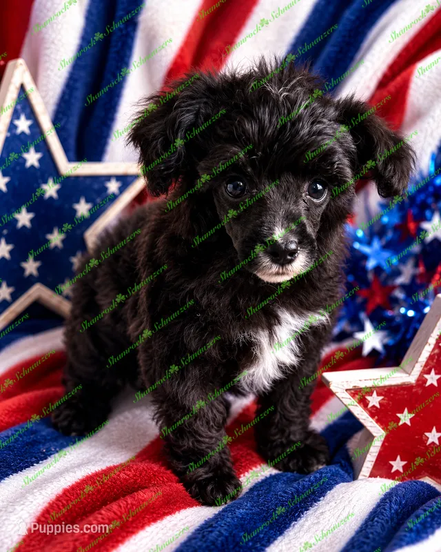 Ceaser – Schnoodle puppy for sale in Baton Rouge, LA