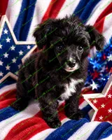 Ceaser, a male Schnoodle for sale in Baton Rouge, LA – 1 of 4