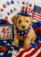 Conner, a male Schnoodle for sale in Baton Rouge, LA – 1 of 4
