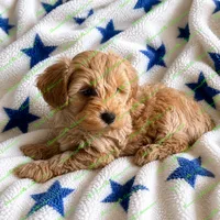 Conner, a male Schnoodle for sale in Baton Rouge, LA – 4 of 4