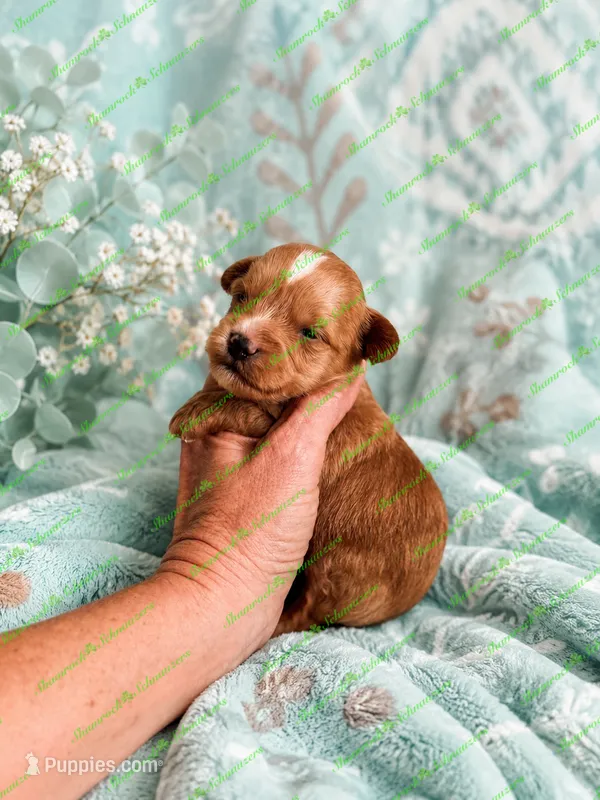 Striker – Schnoodle puppy for sale in Baton Rouge, LA