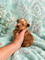 Striker, a male Schnoodle for sale in Baton Rouge, LA – 1 of 3