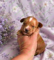Striker, a male Schnoodle for sale in Baton Rouge, LA – 2 of 3