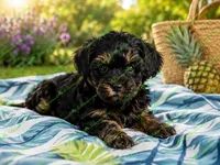 Cole, a male Schnoodle for sale in Baton Rouge, LA – 2 of 3