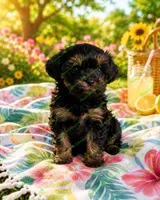Cole, a male Schnoodle for sale in Baton Rouge, LA – 3 of 3