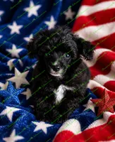 Ceaser, a male Schnoodle for sale in Baton Rouge, LA – 2 of 4